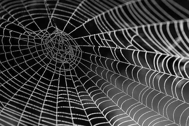 World Wide Web Consortium (W3C) logosu veya web standartlarını temsil eden simgeler